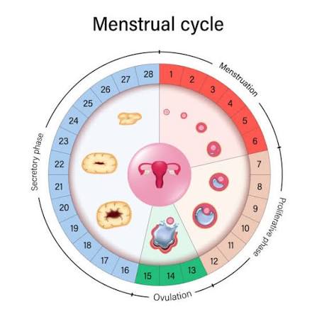 menstrual-hormonal-cycle-women-weight-loss-morley-coaching