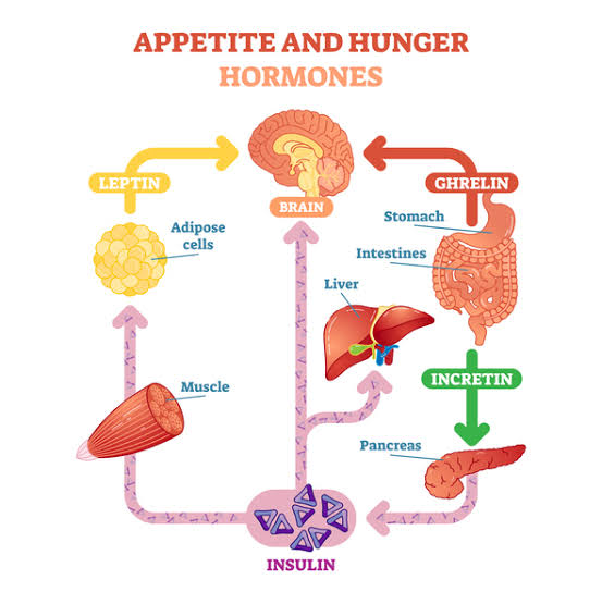 leptin-weight-loss-hormone-morley-coaching
