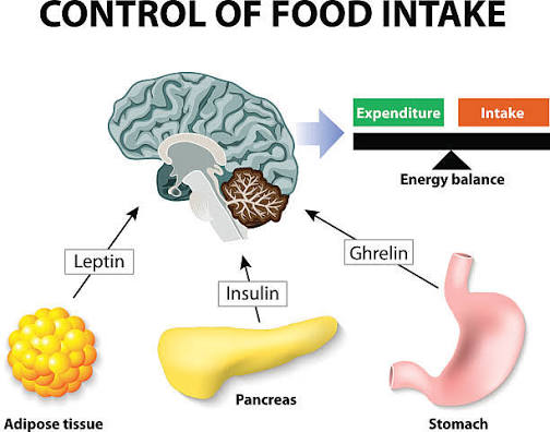 leptin-weight-loss-women-morley-coaching
